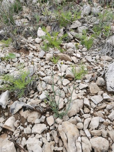 Linaria simplex, photographed by Ljaž