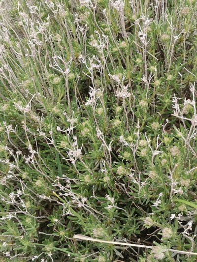 Moltkia petraea, photographed by Ljaž