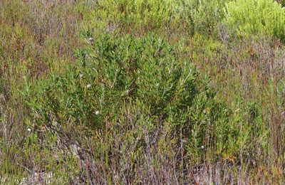 Leucospermum truncatum, photographed by linkie