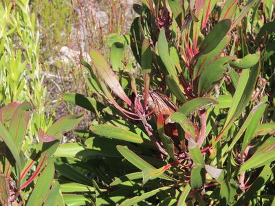 Protea obtusifolia, photographed by linkie