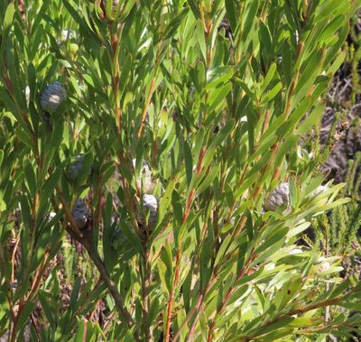 Leucadendron meridianum, photographed by linkie