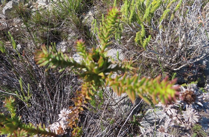 Oedera capensis, photographed by linkie