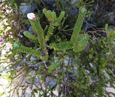 Adenandra obtusata, photographed by linkie