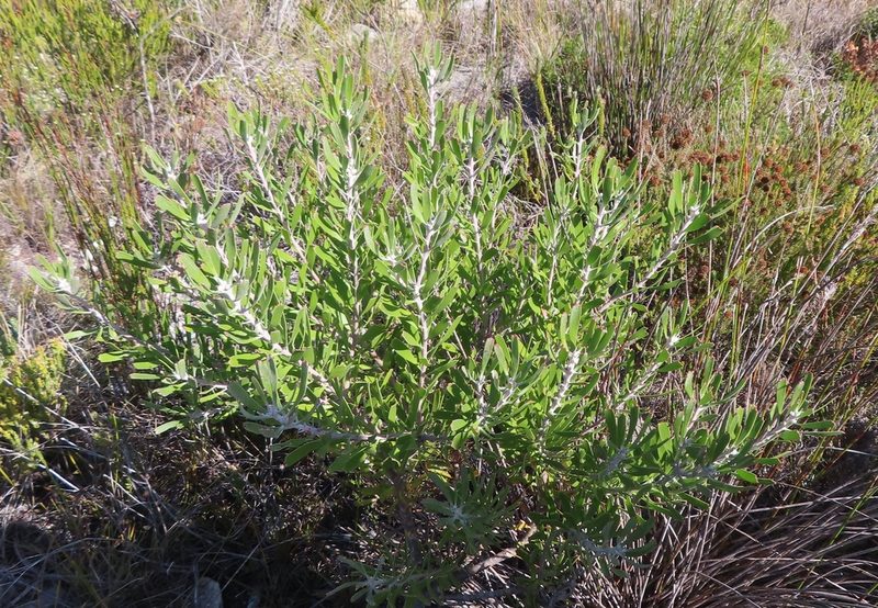 Leucospermum truncatum, photographed by linkie