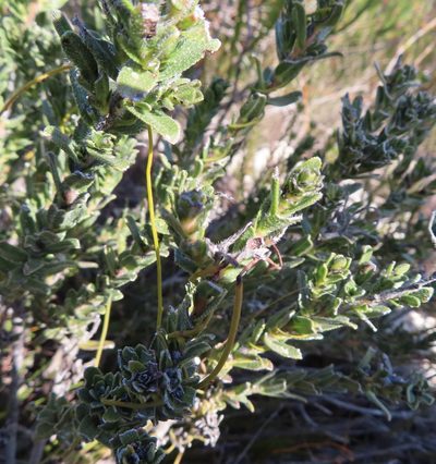 Lobostemon trigonus, photographed by linkie