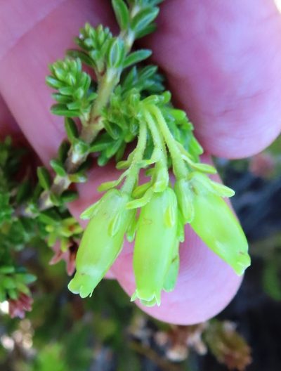 Erica oblongiflora, photographed by linkie
