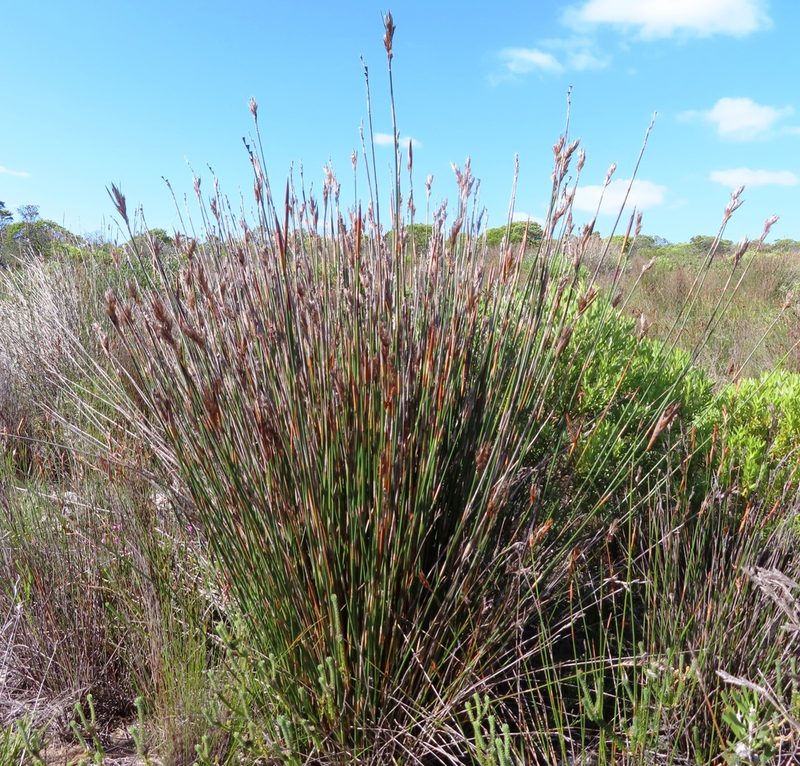 Ceratocaryum argenteum, photographed by linkie
