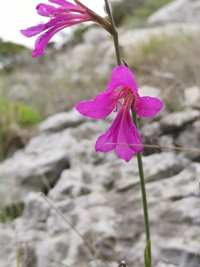 Gladiolus illyricus, photographed by Ljaž