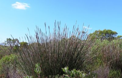 Ceratocaryum argenteum, photographed by linkie