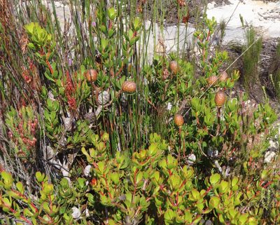 Leucadendron muirii, photographed by linkie