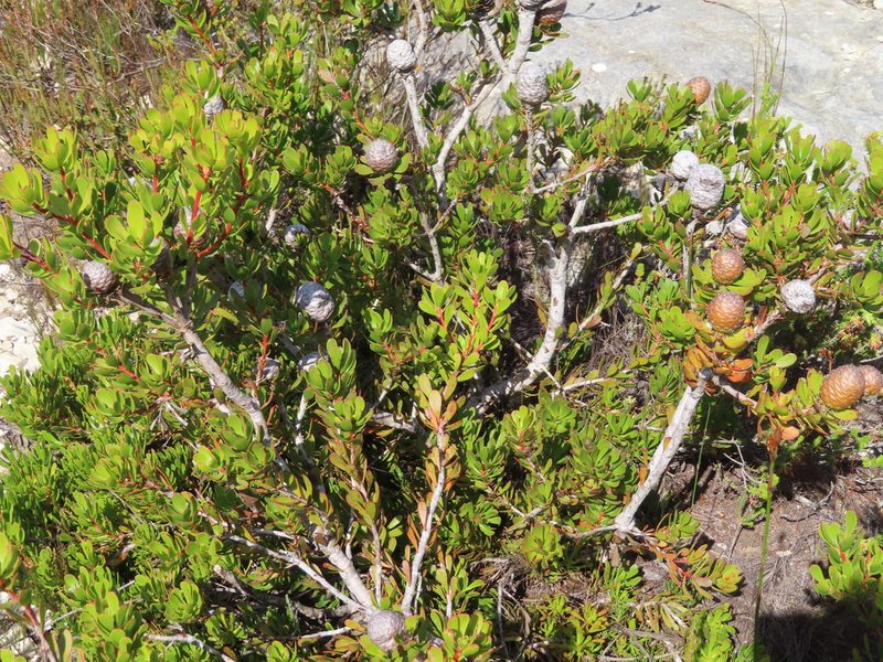 Leucadendron muirii, photographed by linkie