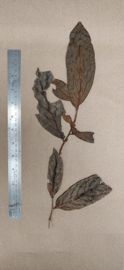 Drypetes malabarica, photographed by T R Shankar Raman