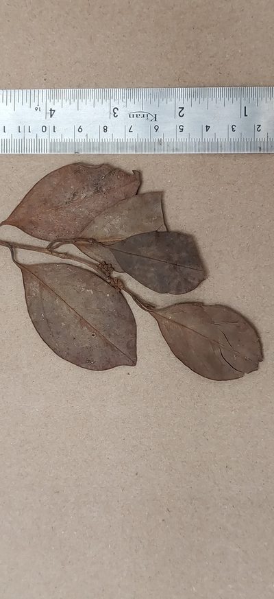 Gomphandra coriacea, photographed by T R Shankar Raman