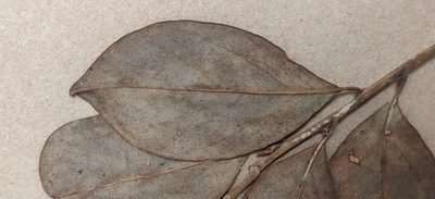Gomphandra coriacea, photographed by T R Shankar Raman