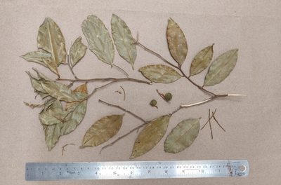 Xanthophyllum flavescens, photographed by T R Shankar Raman