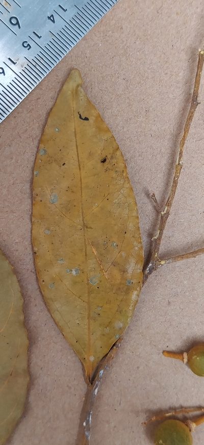 Xanthophyllum flavescens, photographed by T R Shankar Raman