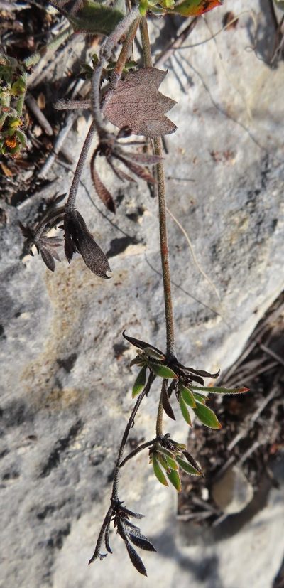 Centella brachycarpa, photographed by linkie