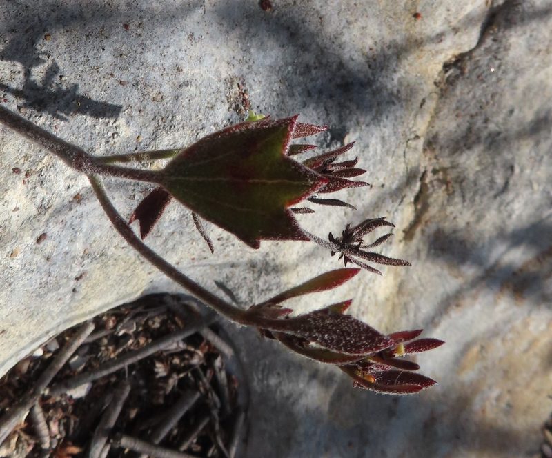 Centella brachycarpa, photographed by linkie