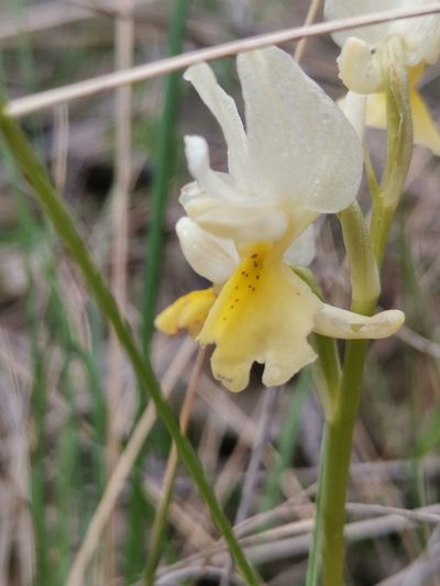 Orchis pauciflora, photographed by Ljaž