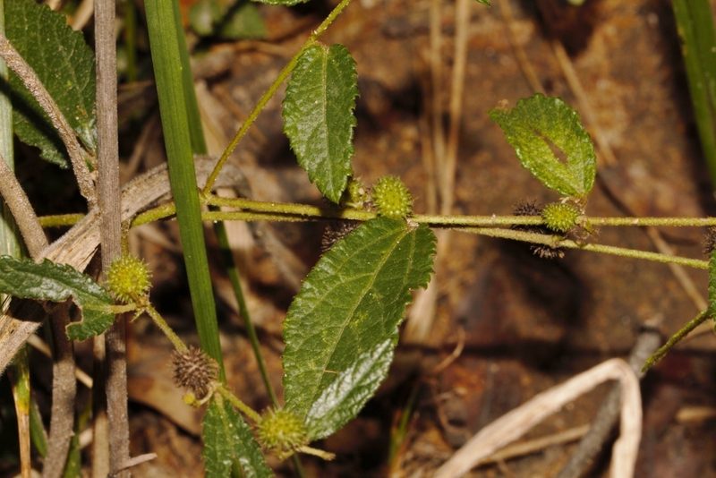 Triumfetta angolensis, photographed by i_c_riddell