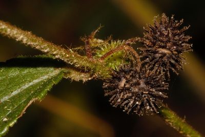 Triumfetta angolensis, photographed by i_c_riddell