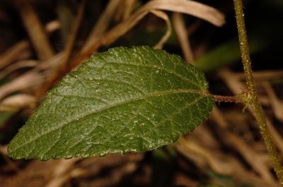 Triumfetta angolensis, photographed by i_c_riddell