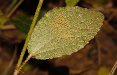 Triumfetta angolensis, photographed by i_c_riddell
