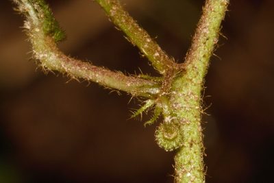 Triumfetta angolensis, photographed by i_c_riddell
