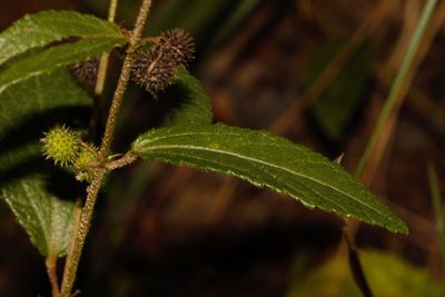 Triumfetta angolensis, photographed by i_c_riddell