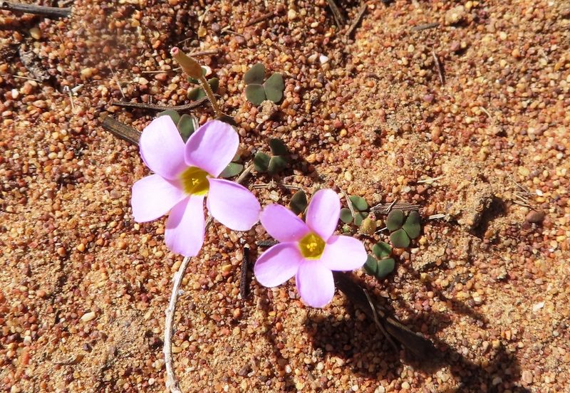 Oxalis punctata, photographed by linkie