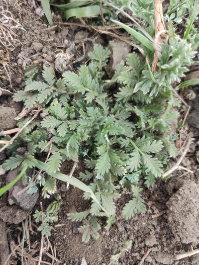 Potentilla tanacetifolia, photographed by Юлия