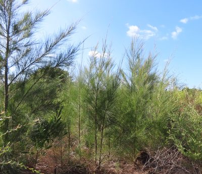 Casuarina cunninghamiana, photographed by linkie