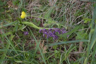 Anacamptis morio, photographed by Felicia Seichter