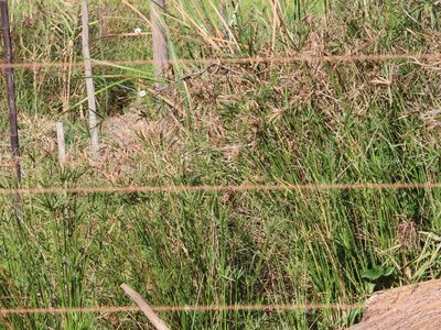 Cyperus vaginatus, photographed by linkie