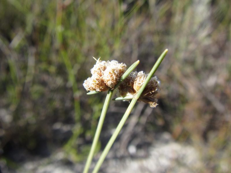 Ficinia albicans, photographed by douglaseustonbrown