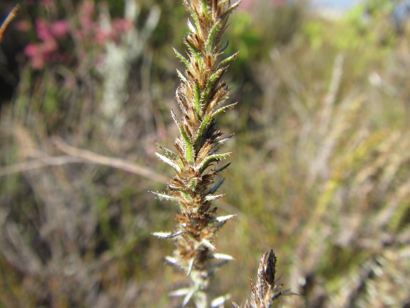 Stoebe glandulosa, photographed by douglaseustonbrown