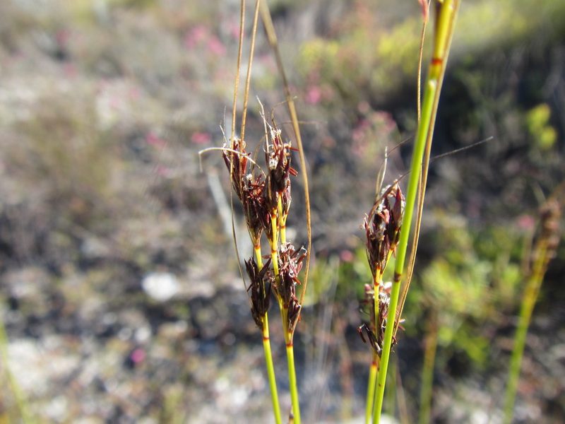 Schoenus cuspidatus, photographed by douglaseustonbrown