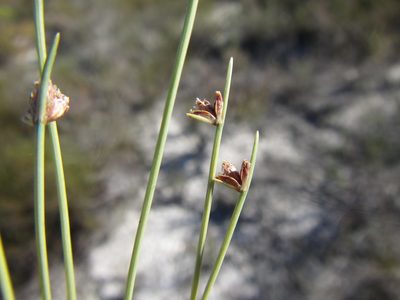 Ficinia albicans, photographed by douglaseustonbrown