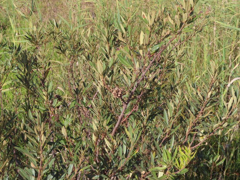 Searsia angustifolia, photographed by linkie
