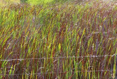 Typha capensis, photographed by linkie