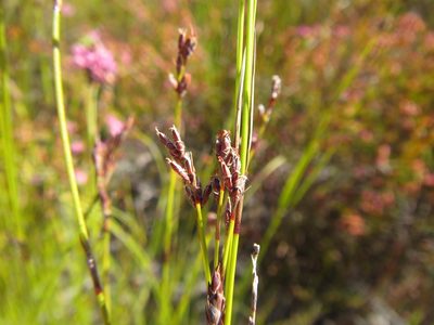 Tetraria fimbriolata, photographed by douglaseustonbrown