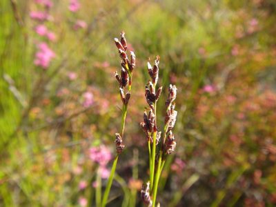 Tetraria fimbriolata, photographed by douglaseustonbrown