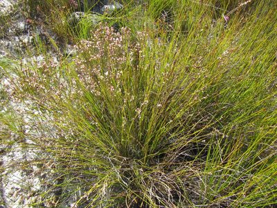 Tetraria fimbriolata, photographed by douglaseustonbrown