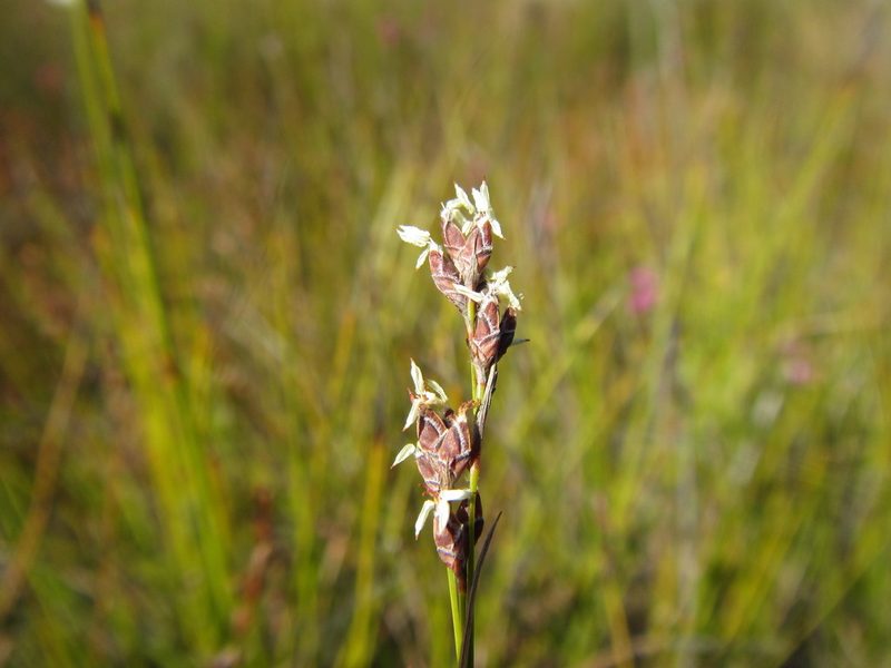 Tetraria fimbriolata, photographed by douglaseustonbrown