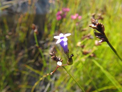 Siphocodon spartioides, photographed by douglaseustonbrown