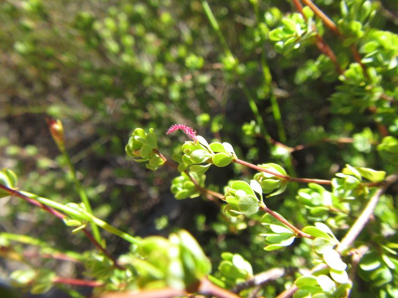 Cliffortia obovata, photographed by douglaseustonbrown