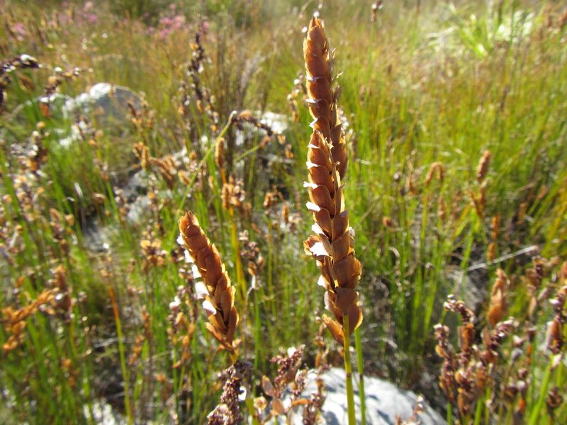 Elegia spathacea, photographed by douglaseustonbrown