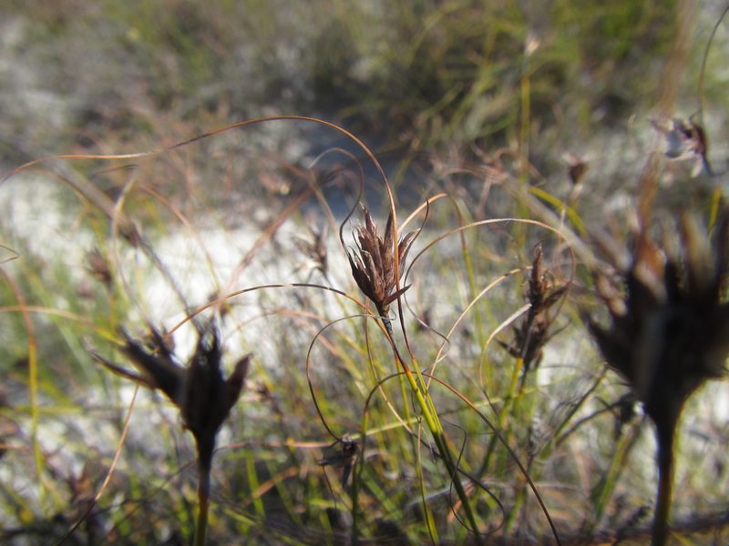 Tetraria crinifolia, photographed by douglaseustonbrown