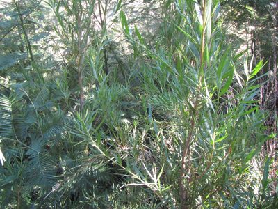 Freylinia lanceolata, photographed by douglaseustonbrown