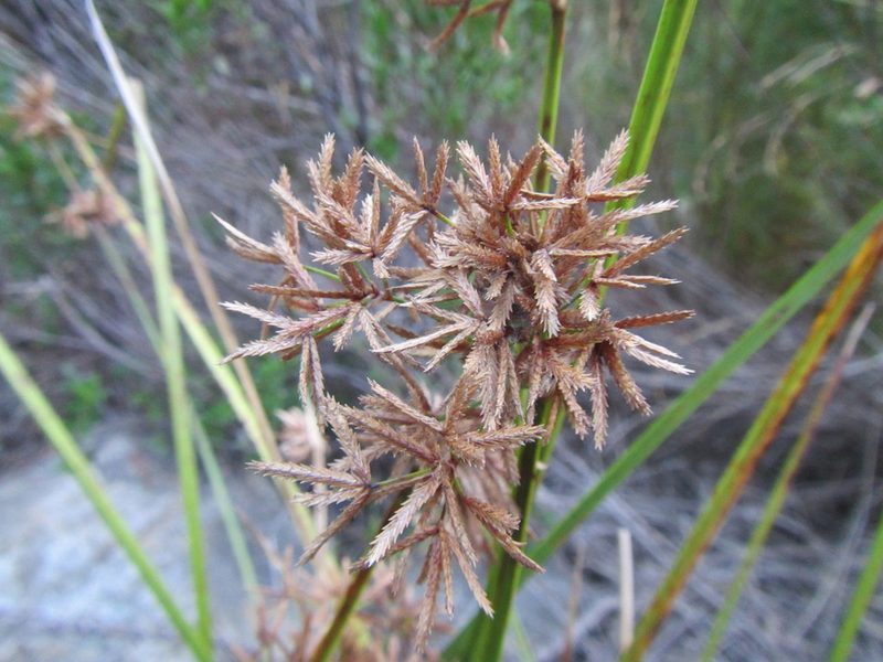 Cyperus sphaerospermus, photographed by douglaseustonbrown